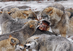 Când sunt hămesiţi, lupii atacă în haită chiar şi în gospodăriile de la munte