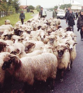 Oierii din Crasna si-au facut chiar şi asociaţie, în zona fiind înregistrate aproximativ 5000 de capete de oi.