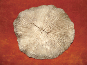 Ciupercuţele: Clasa Anthozoa Ordinul Hexacoralla Cunnolithes