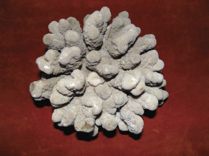 Copăcelul: Ordinul Hexacoralla Madrepora erythraea 