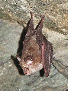 gurita-rhynolophus