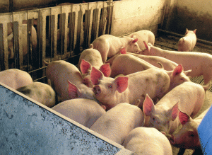 Numai porcii din fermele comerciale vor scăpa nevaccinaţi