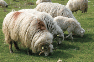 Poliţiştii şi procurorii numără oile din munţii Tismanei