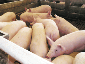 Virusul H1N1 este un hibrid între gripa aviară, umană şi porcină şi se dezvoltă la porc