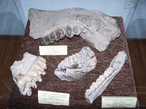fosile-muzeu