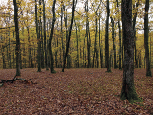 613 hectare de pădure din Fărcășești, înapoi la proprietari