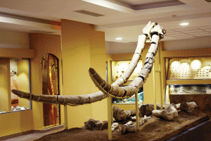 La Stoina s-au găsit printre cei mai mai lungi colţi de mamuth din lume