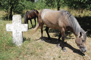 PRO VERTICAL face apel public pentru salvarea cailor de la Muzeul Curtișoara