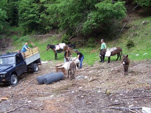 Proprietarii de animale de la Crasna, nevoiți să plătească arendașilor dacă vor să aibă unde paște oile, deși sunt proprietarii munților