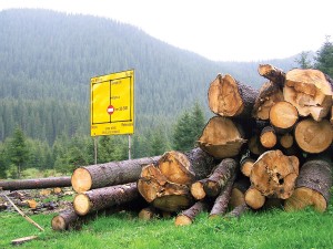 NOSTRA SILVA apreciază că impozitarea suplimentară va conduce la creşterea  suprafeţei pădurilor neadministrate şi a tăierilor ilegale