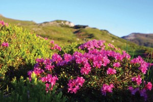 Bujorul de munte, sau smîrdarul, (Rhododendron kotschyi)