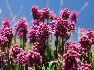 Coacăzul (Bruckenthalia spiculifolia) e confundat, uneori, cu bujorul de munte, dar diferă mult la forma florii și a frunzelor