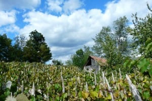 Septembrie la Pades