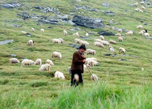 Păstoritul a fost totdeauna o ocupaţie propice regiunii, o muncă uşoară, rentabilă şi în acelaşi timp şi plăcută.