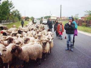 Proprietarii de oi sunt în așteptare, pentru a vedea dacă legea va fi sau nu aplicată din 2014