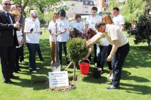 În săptămâna medierii, Consiliul de Mediere a inițiat plantarea, cu ajutorul mediatorilor, a 42 de copaci în 42 de orașe reședință de județ ale României