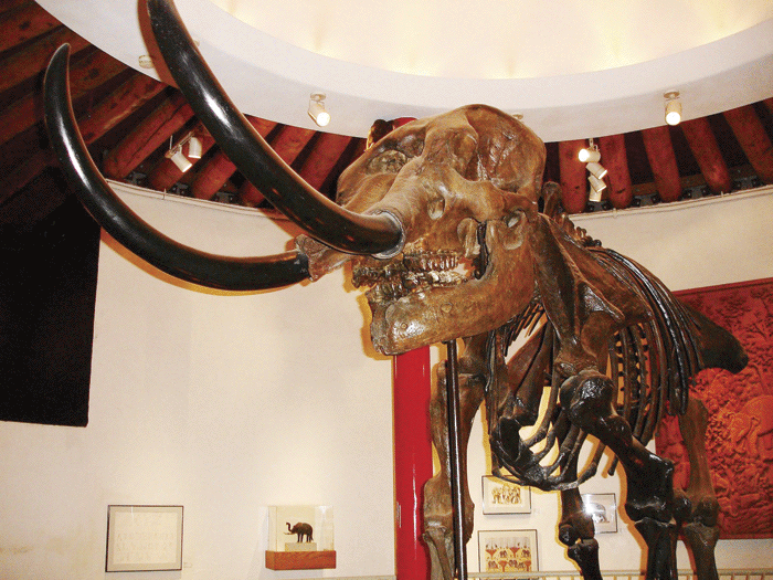 mastodont-schelet